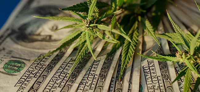 Cannabis cash l4sb blog