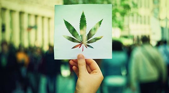 cannabis l4sb blog