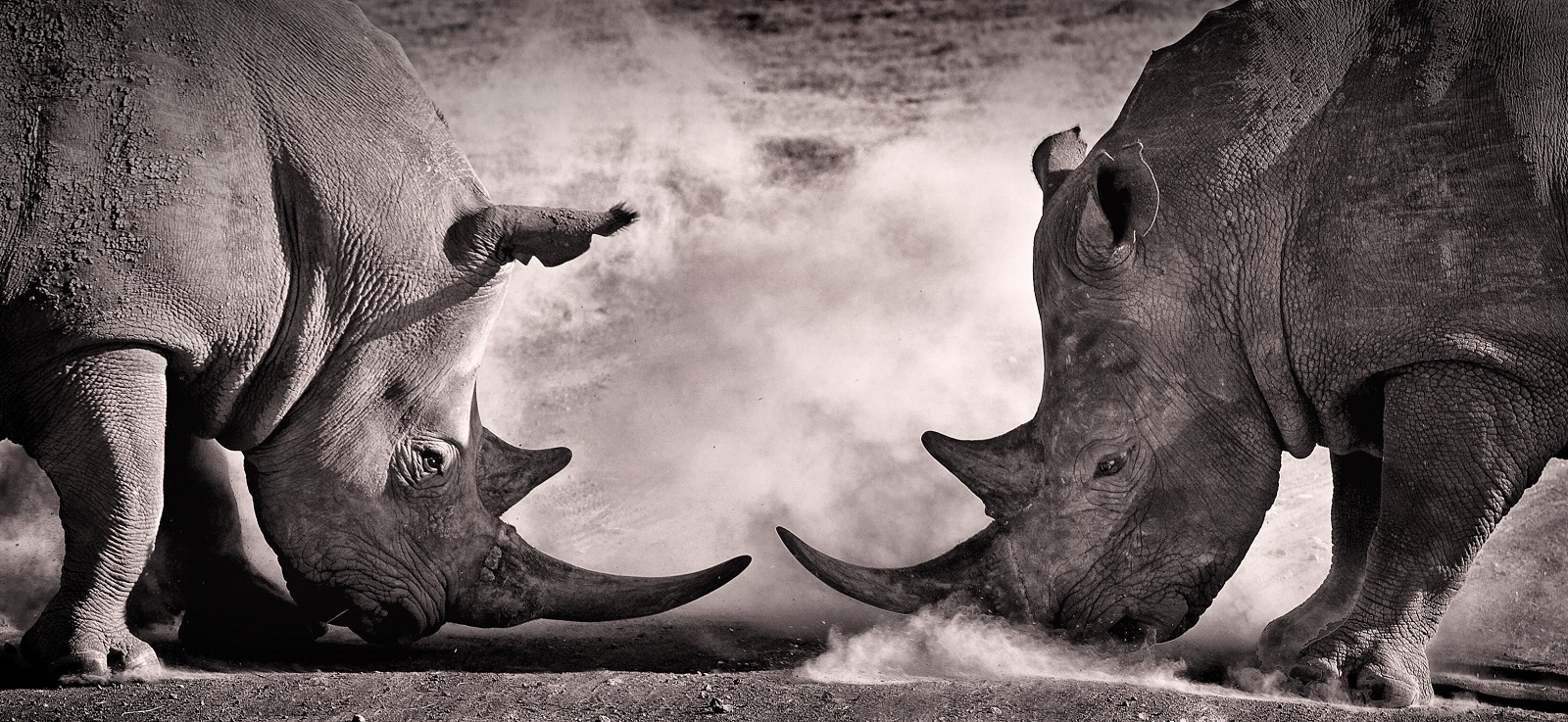 AdobeStock white rhino confrontation 1600x737 1